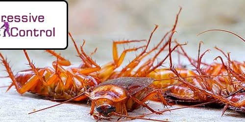 Cockroach Control