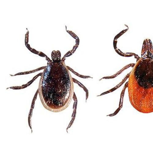 LQDSOKWKXJA6RHVXGP65FEIXME 2