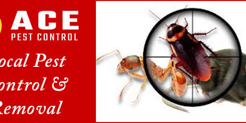 Pest Control Brisbane 1 1