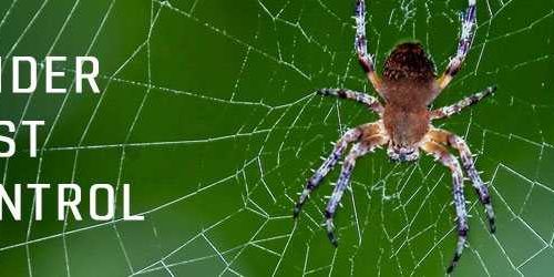 Spider Pest Control Brisbane 1