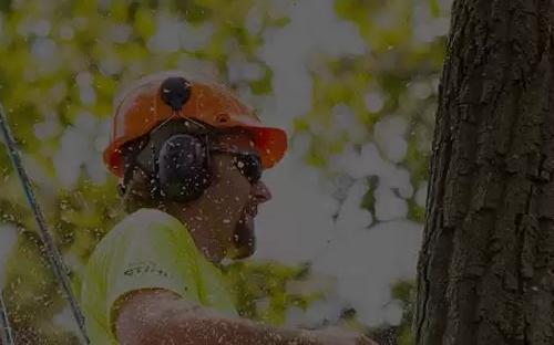 Tree Removal Melbourne Copy
