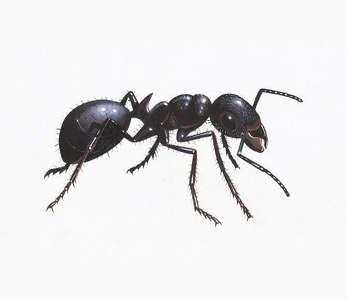 black garden ant 1200x675 Copy