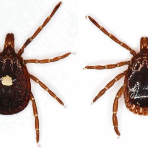 dt common streams StreamServer