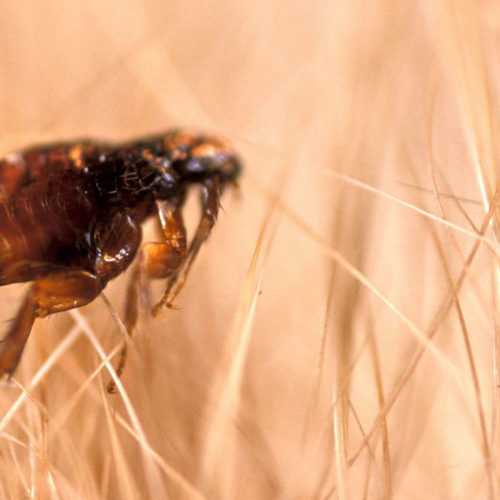 flea removal bg
