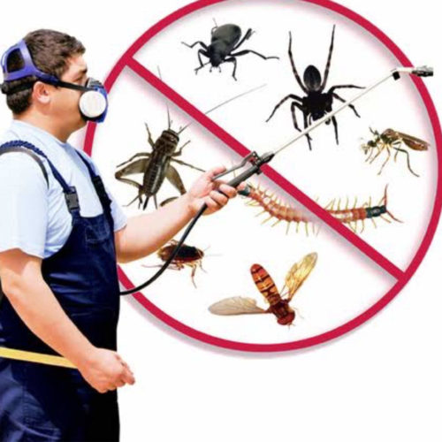 nfs pest control services college road nashik herbal pest control services bkgewwdy41