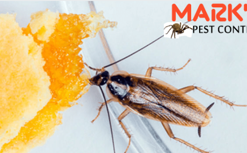 pest control services