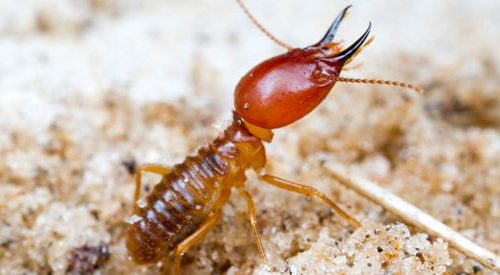 termite control services