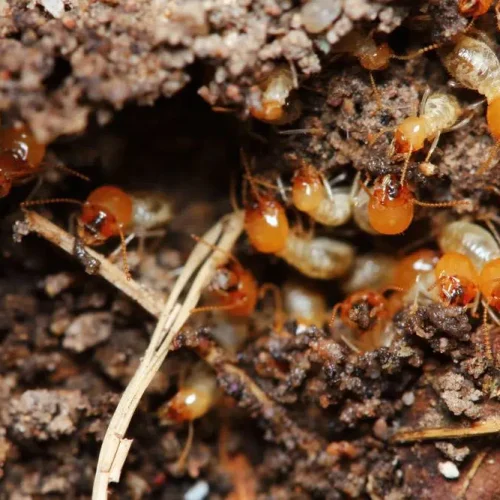 Termite Treatment gold coast jpg