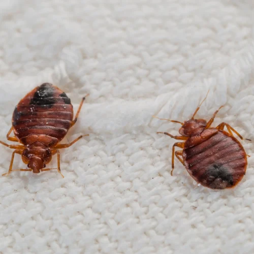 bed bugs control brisbane