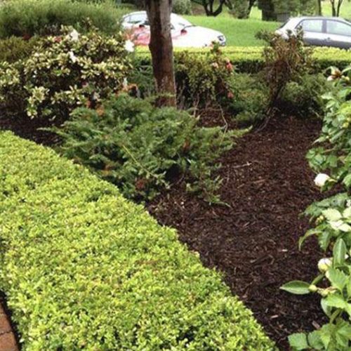 Best Tree Removal in Adelaide SA