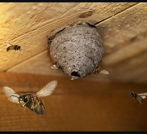 wasps nest